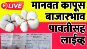 मानवत कापसाचे बाजारभाव ; कापसाचे भाव 7200 पार पहा लाईव्ह भाव…