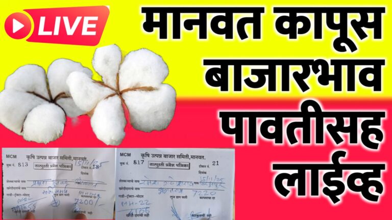मानवत कापसाचे बाजारभाव ; कापसाचे भाव 7200 पार पहा लाईव्ह भाव…